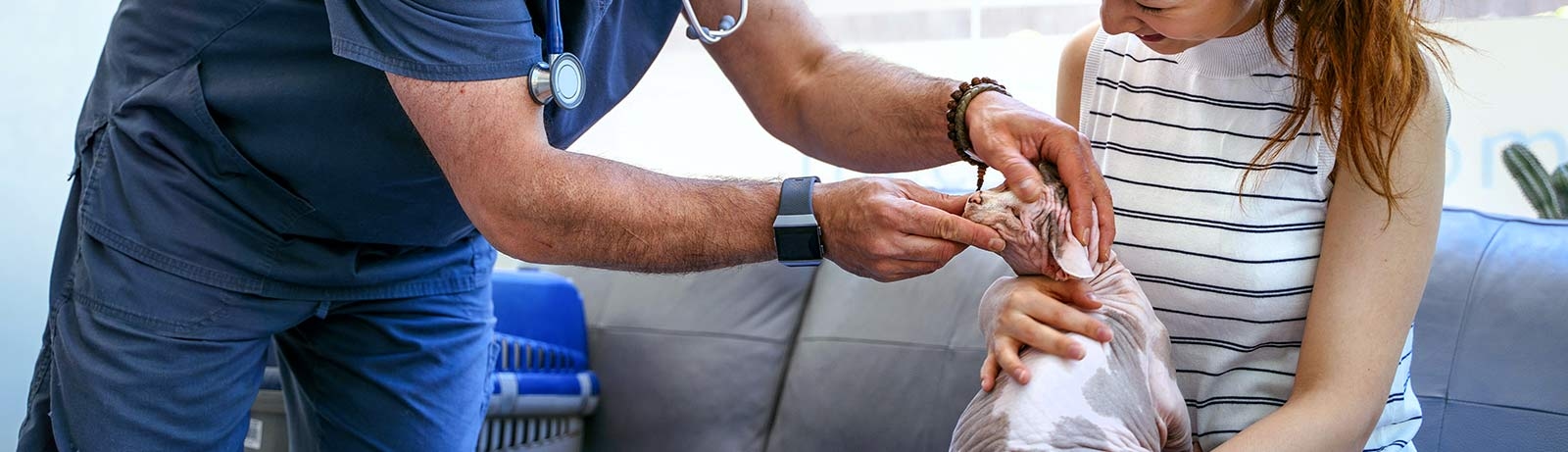 Aptos-Creekside Pet Hospital Aptos-Creekside Pet Hospital