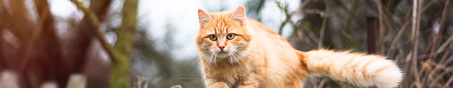 Creature Comforts Veterinary Hospital in Ankeny Creature Comforts Veterinary Hospital in Ankeny