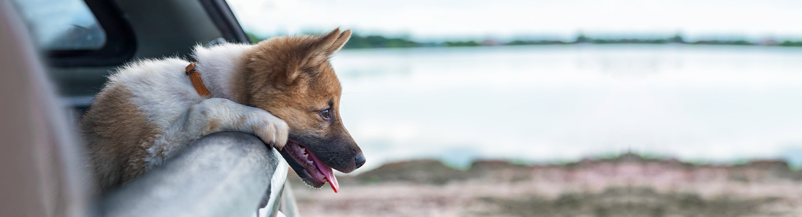 Oakwood Animal Hospital Oakwood Animal Hospital