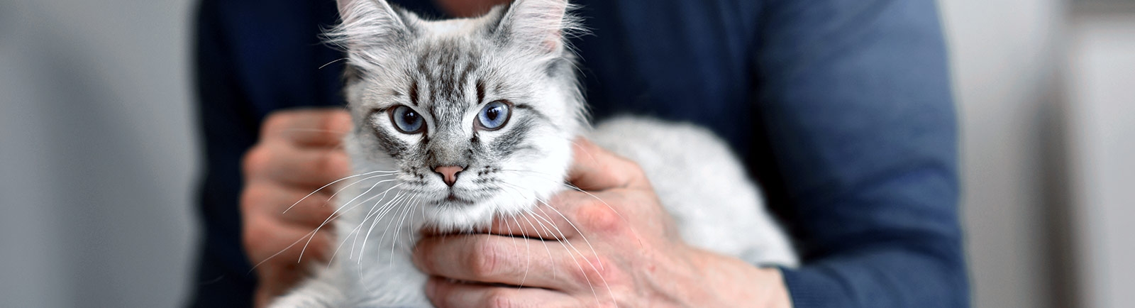 Animal Clinic of Benicia Animal Clinic of Benicia