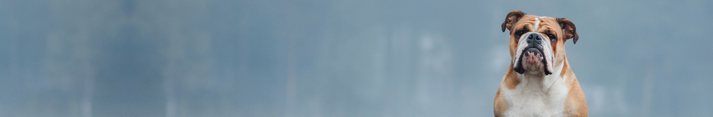 North Wake Animal Hospita North Wake Animal Hospita