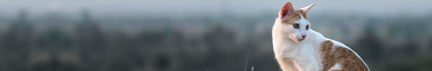 Rancho Village Veterinary Hospital Rancho Village Veterinary Hospital