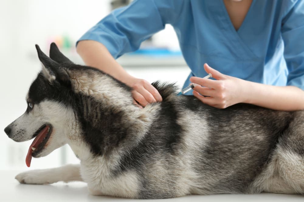 Dog Behavior Changes After Vaccination Dog Behavior Changes After Vaccination