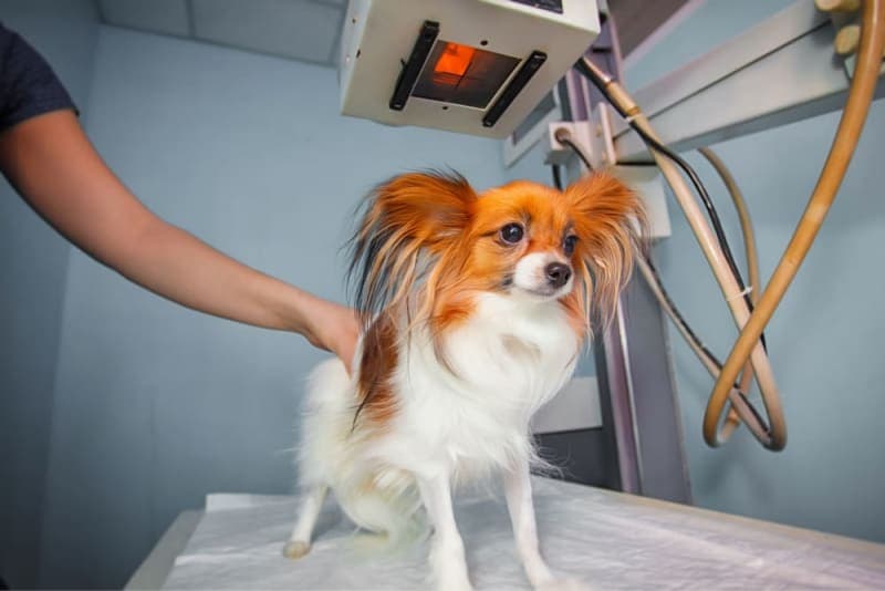 X-Rays for Dogs X-Rays for Dogs