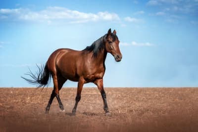 Nutrition Tips for High-Performing Sport Horses Nutrition Tips for High-Performing Sport Horses