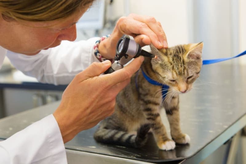 Ear Mites in Cats: Causes, Treatment & Prevention Ear Mites in Cats: Causes, Treatment & Prevention