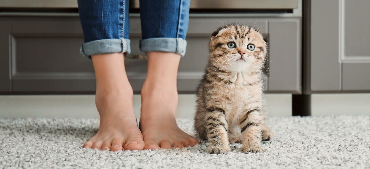 Angel Animal Hospital Angel Animal Hospital