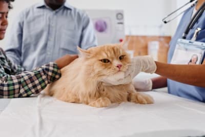 Cat Intestinal Blockage Surgery: What to Expect Cat Intestinal Blockage Surgery: What to Expect