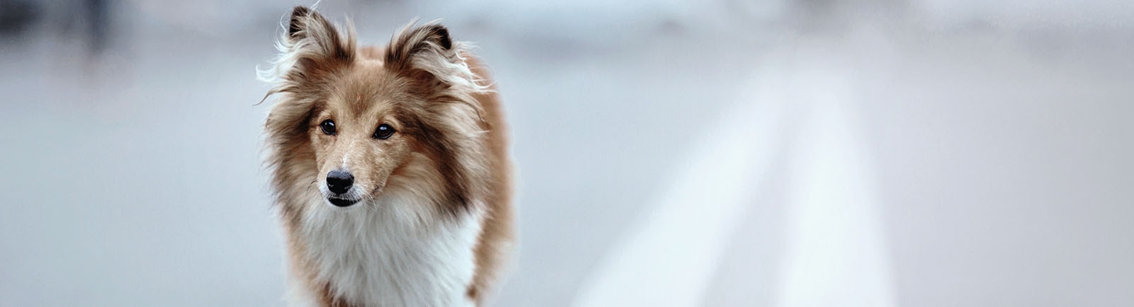 thomasville-veterinary-hospital-banner-3 thomasville-veterinary-hospital-banner-3