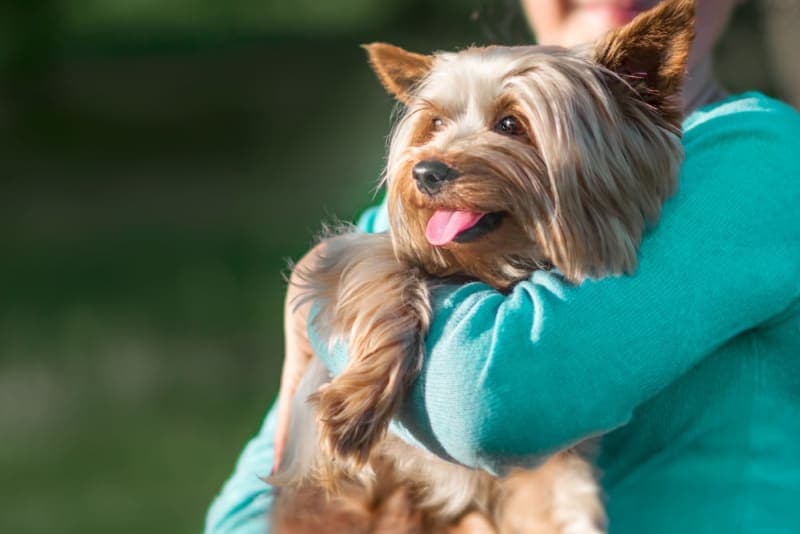 ACL in Dogs ACL in Dogs