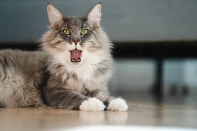 Cat Tooth Extractions: What to Expect & What to Watch For Cat Tooth Extractions: What to Expect & What to Watch For