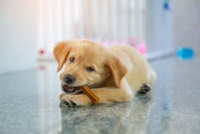 Do dental chews really work for dogs? Do dental chews really work for dogs?