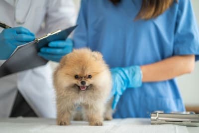 Bordetella in Dogs Bordetella in Dogs