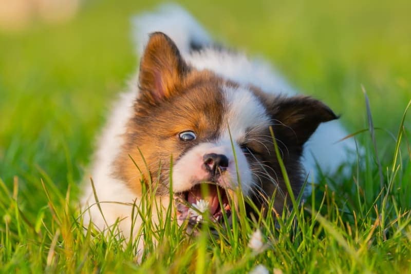 Dogs Eating Grass: Why Do They Do It - Is My Dog Poisoned? Dogs Eating Grass: Why Do They Do It - Is My Dog Poisoned?