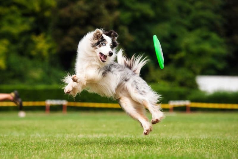 How to Play Sports With Dogs How to Play Sports With Dogs