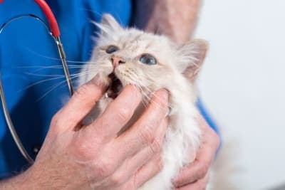 Gingivitis in Cats: Symptoms, Causes & Treatments Gingivitis in Cats: Symptoms, Causes & Treatments