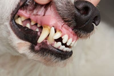 Cavities in Dogs: Symptoms, Causes & Treatment Cavities in Dogs: Symptoms, Causes & Treatment