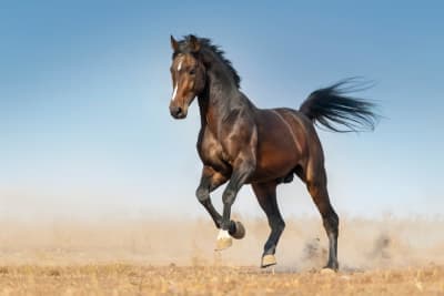 The Importance of Exercise for Horses: A Complete Guide The Importance of Exercise for Horses: A Complete Guide