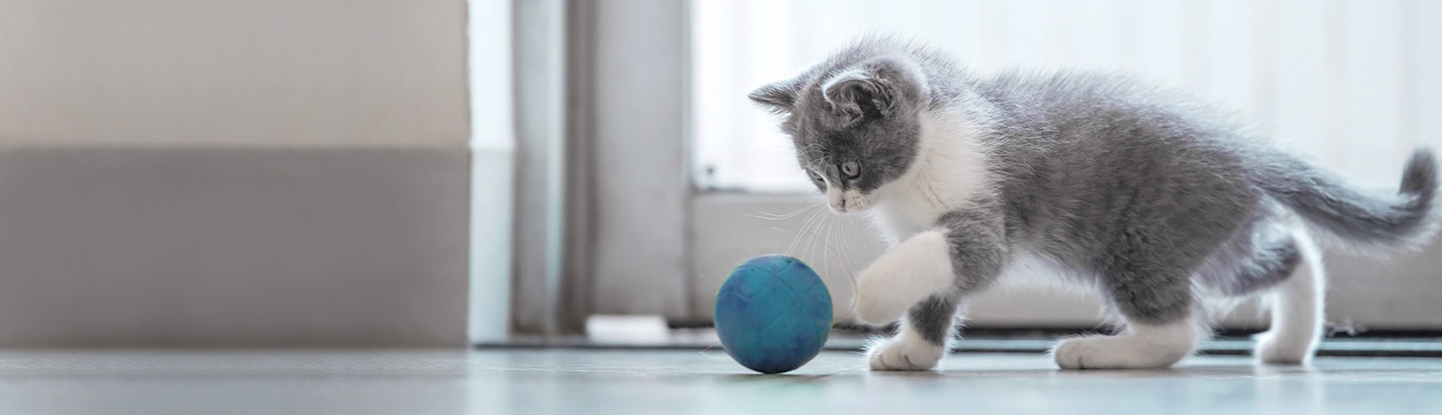 thomasville-veterinary-hospital-banner-3 thomasville-veterinary-hospital-banner-3