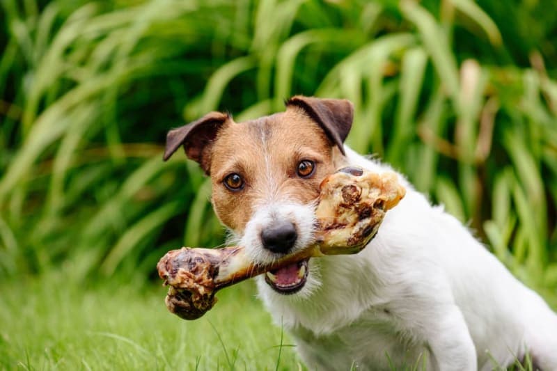 Dog Chewing Problems: Why They Chew & How To Stop Them Dog Chewing Problems: Why They Chew & How To Stop Them