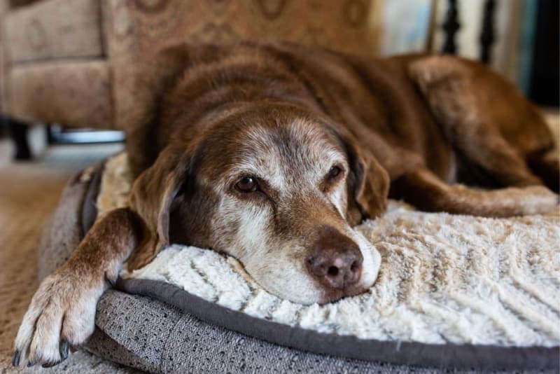 Osteoarthritis in Dogs: Causes, Signs, & Treatment Osteoarthritis in Dogs: Causes, Signs, & Treatment