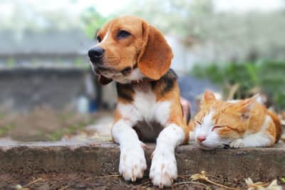 What to Expect at Your Pet's Routine Wellness Exam What to Expect at Your Pet's Routine Wellness Exam