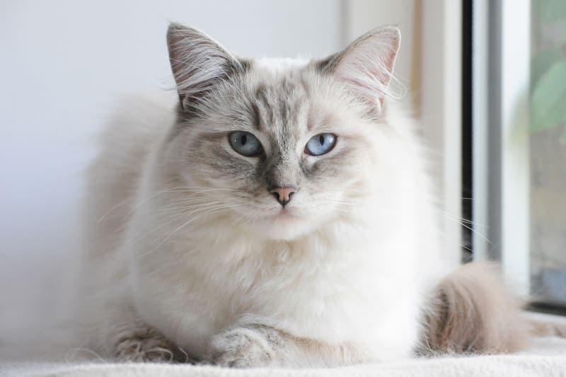 Find Your Perfect Cat Breed: 11 of the Cutest Cat Breeds to Choose From Find Your Perfect Cat Breed: 11 of the Cutest Cat Breeds to Choose From