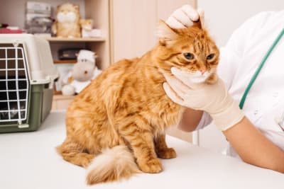 Ear Hematoma Surgery in Cats Ear Hematoma Surgery in Cats