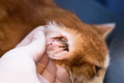 How to Get Rid of Ear Mites in Cats How to Get Rid of Ear Mites in Cats
