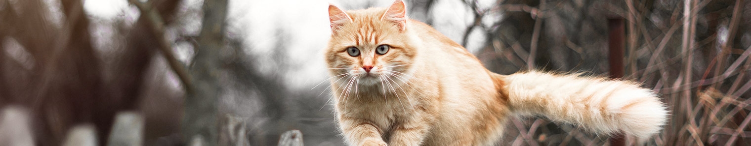 Hope Crossing Animal Hospital Hope Crossing Animal Hospital