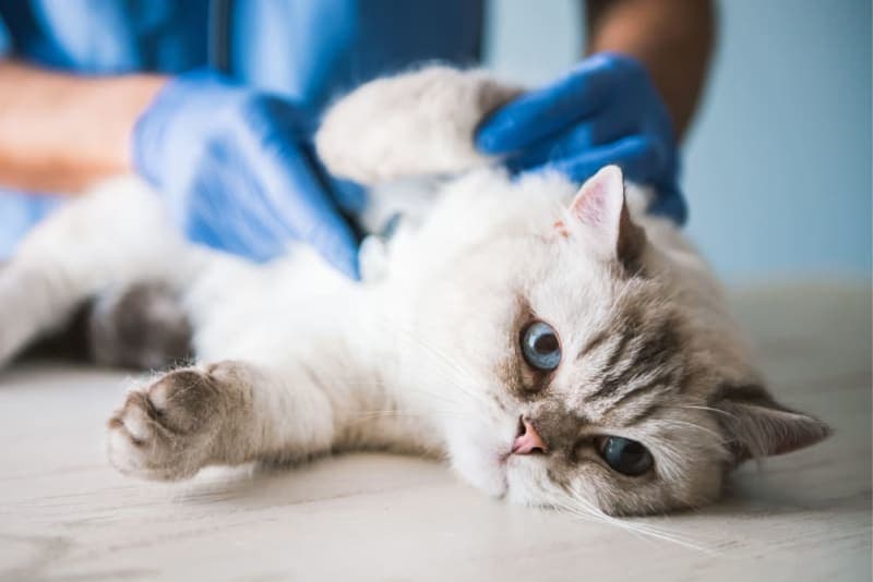 How often should I take my cat to the vet? How often should I take my cat to the vet?