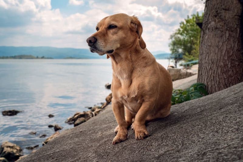 Hookworm in Dogs: Signs, Treatment & Prevention Hookworm in Dogs: Signs, Treatment & Prevention