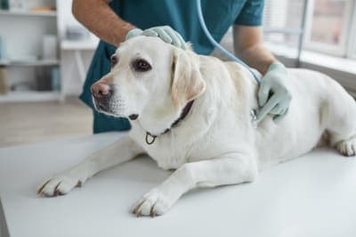 How Often Do You Take a Dog to the Vet? How Often Do You Take a Dog to the Vet?