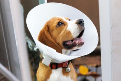 How Long Does Spaying Take? How Long Does Spaying Take?