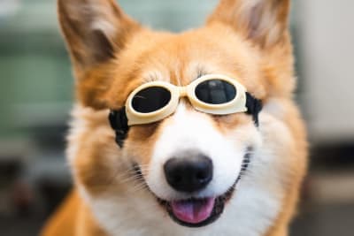 What Is Veterinary Cold Laser Therapy? What Is Veterinary Cold Laser Therapy?