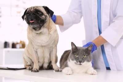 Making the Most of Your Pet's Routine Exam: What to Ask Your Vet Making the Most of Your Pet's Routine Exam: What to Ask Your Vet