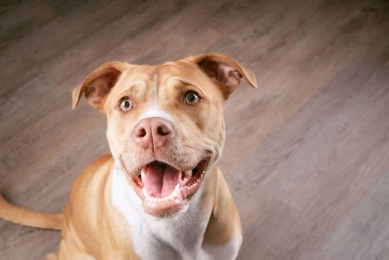 Excessive Panting in Dogs Excessive Panting in Dogs