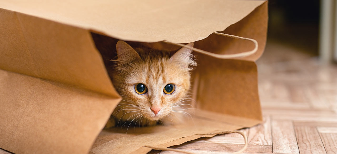 thomasville-veterinary-hospital-banner-3 thomasville-veterinary-hospital-banner-3