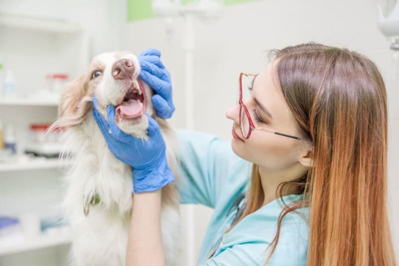 Fractured Teeth in Dogs Fractured Teeth in Dogs