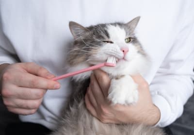 Your Guide to Caring for Your Cat's Dental Health Your Guide to Caring for Your Cat's Dental Health