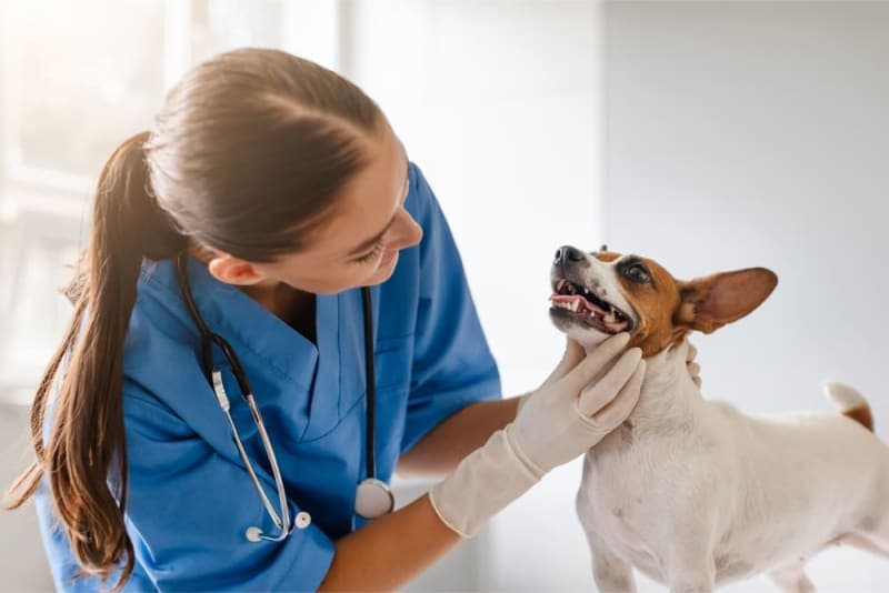 Bad Breath in Dogs: Causes & Remedies Bad Breath in Dogs: Causes & Remedies