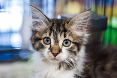 What You Need to Know About Getting a Cat Fixed What You Need to Know About Getting a Cat Fixed
