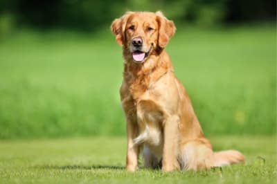 Can a dog recover from kidney failure? Can a dog recover from kidney failure?