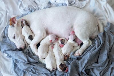 How much does a dog C-section cost? Does my dog need one? How much does a dog C-section cost? Does my dog need one?