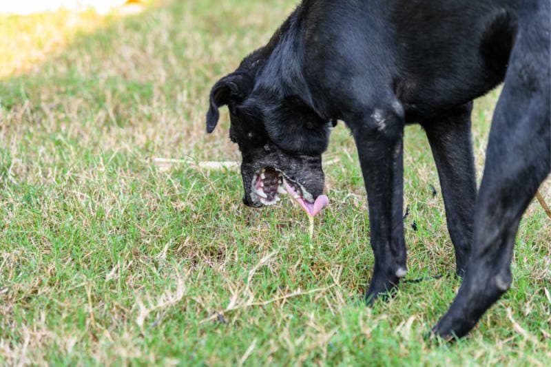 Vomiting in Dogs Vomiting in Dogs