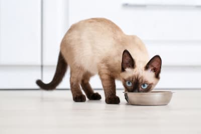 Why won't my cat eat? Why won't my cat eat?