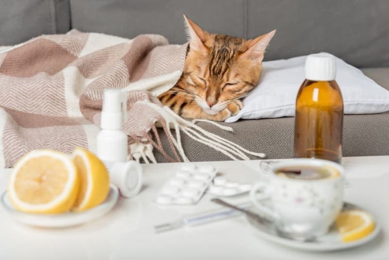 Cats & Colds: Can They Get Them & What to Do? Cats & Colds: Can They Get Them & What to Do?