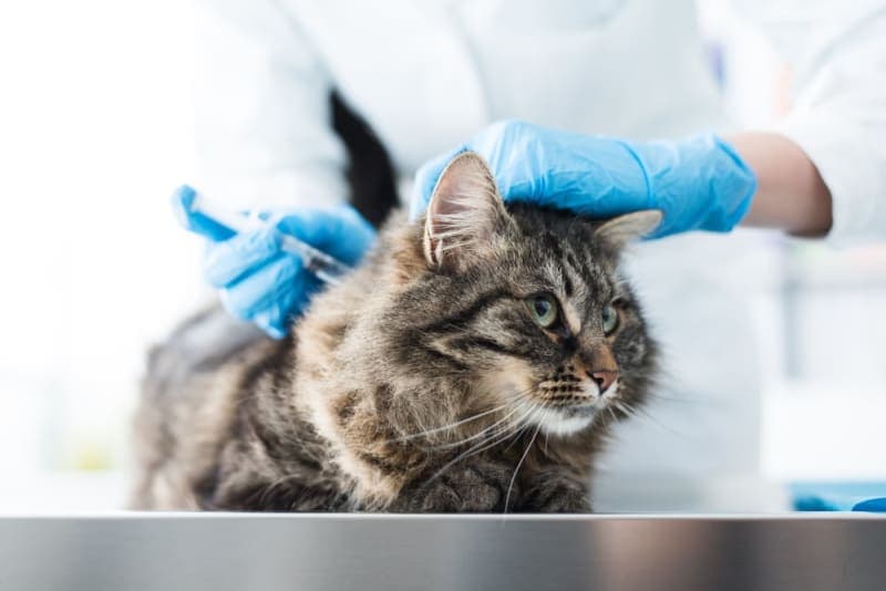 Cat Vaccination Schedule Cat Vaccination Schedule