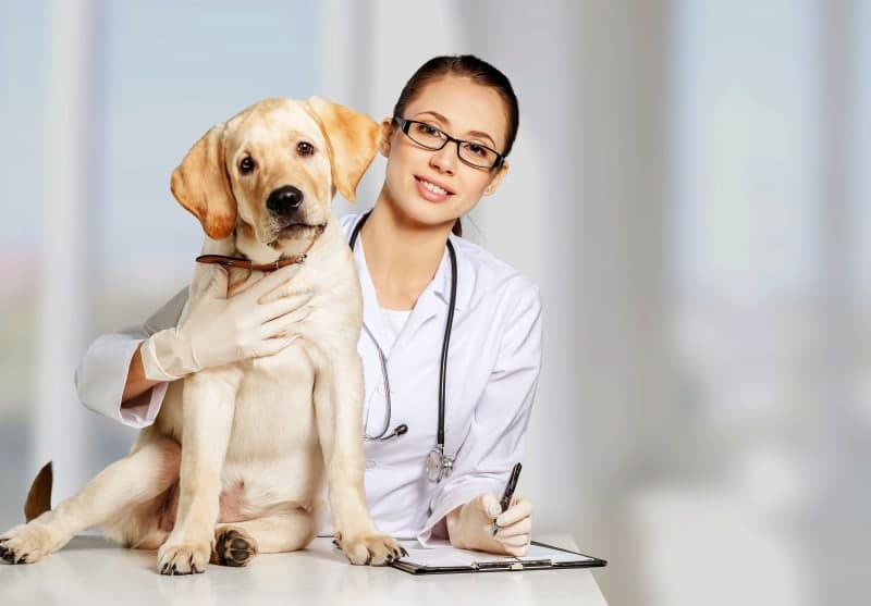 Why should I bring my pet in for a fecal exam? Why should I bring my pet in for a fecal exam?