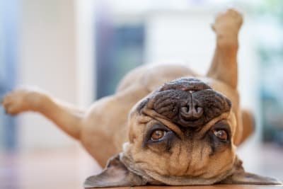 Heading to Your Pet's First Wellness Exam? Here's What to Expect Heading to Your Pet's First Wellness Exam? Here's What to Expect